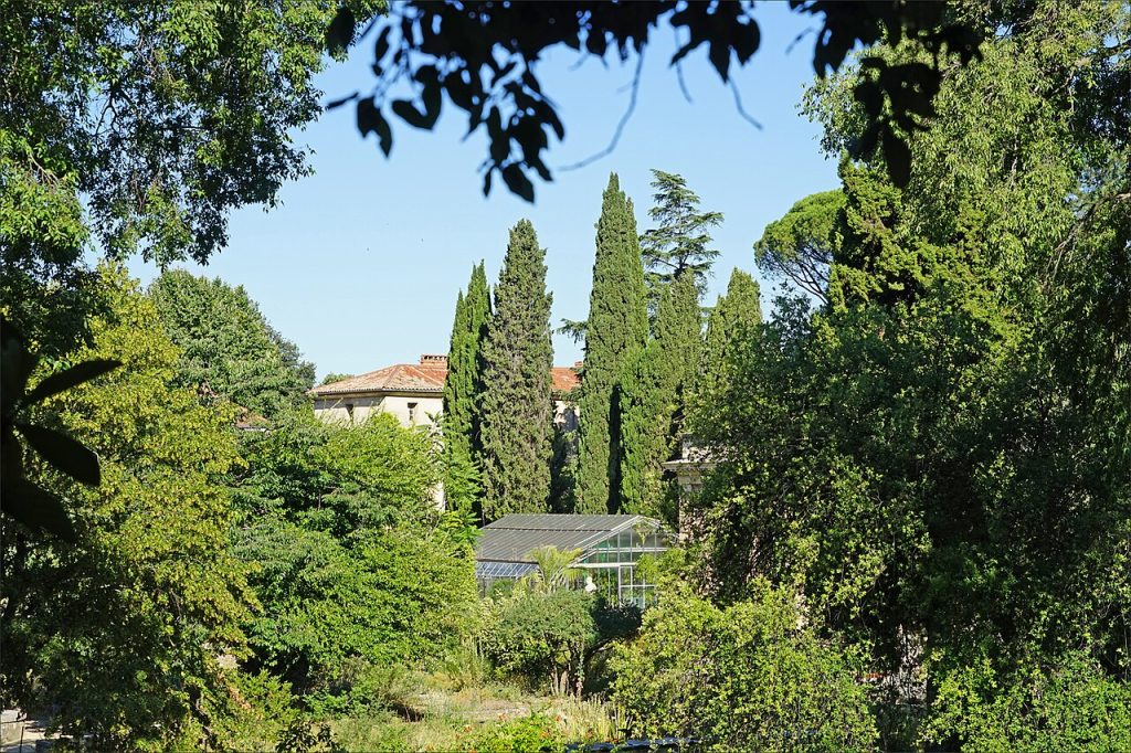 Cyprès, pins et une serre au milieu de la végétation du Jardin des plantes de Montpellier