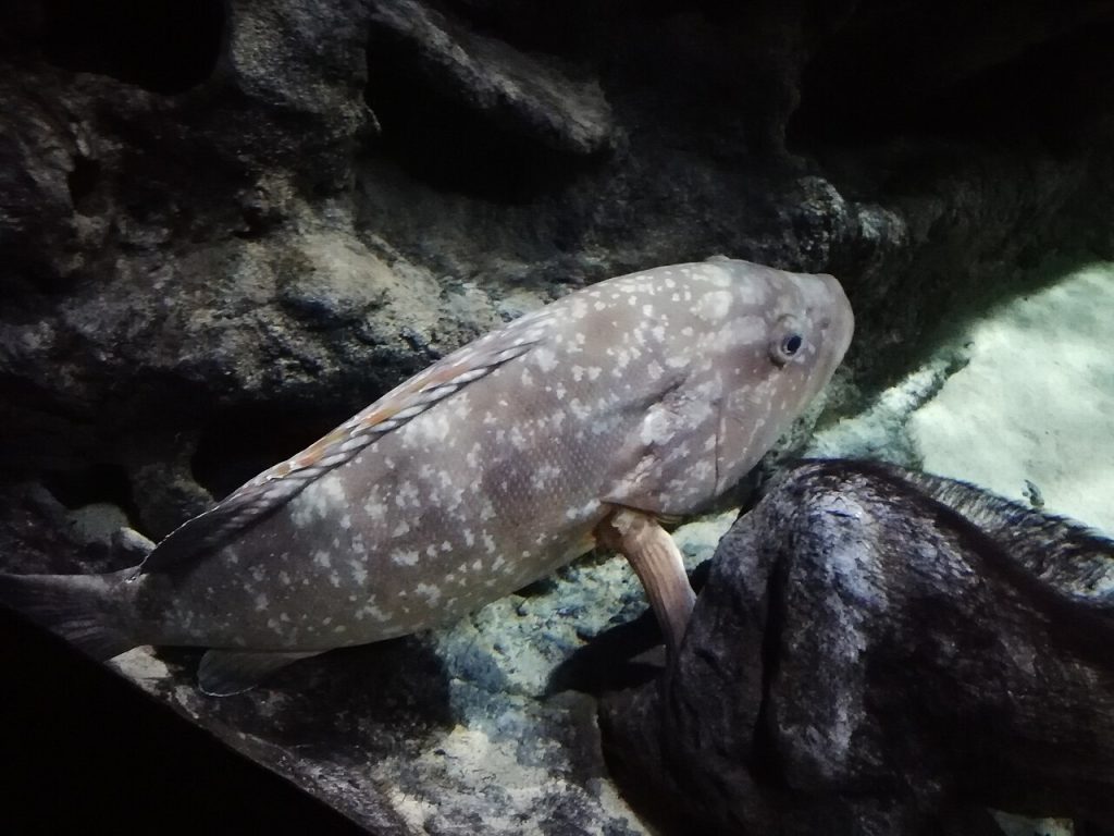 Un grand mérou tacheté nageant près des rochers d’un bassin de l’aquarium Planet Ocean, à Montpellier