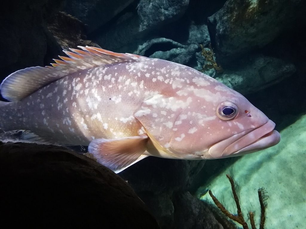 Un mérou dans un bassin de l’aquarium Planet Ocean, à Odysseum