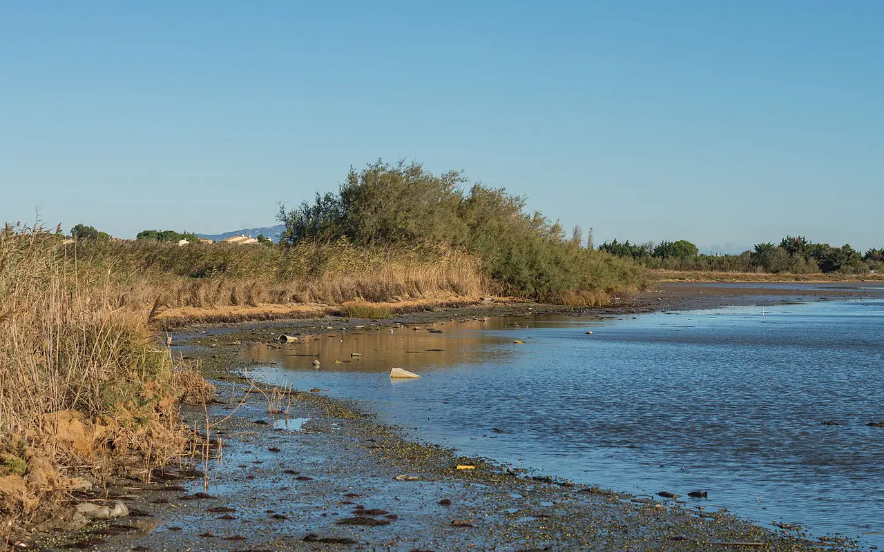 La rive de l’étang de l’Arnel à Villeneuve-lès-Maguelone, roselière et eau basse sous un ciel bleu